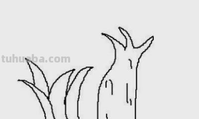 木棉花简笔画怎么画 如何画木棉花书签？