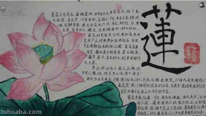 荷花怎么画 手抄报 关于荷花的手抄报上可以画一些什么样图画?(求图或者解答)?