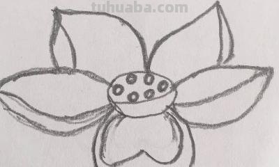 荷花怎么画 手抄报 关于荷花的手抄报上可以画一些什么样图画？（求图或者解答）？