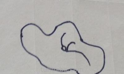 荷花怎么画 手抄报 关于荷花的手抄报上可以画一些什么样图画？（求图或者解答）？