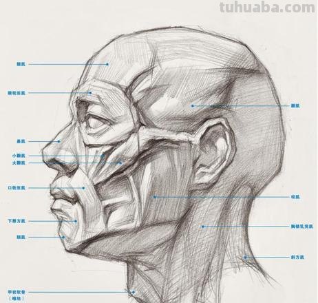 素描头像结构 素描头像结构图解析