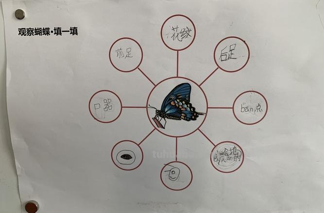 蝴蝶思维导图涂色怎么涂 蝴蝶怎么涂颜色?
