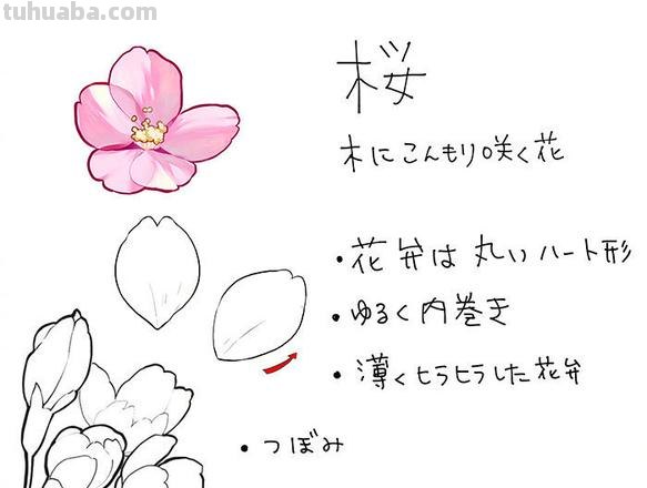 花卉画法 动漫花卉画法
