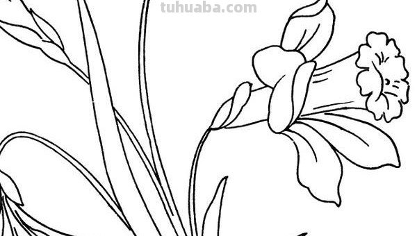 花卉的画法