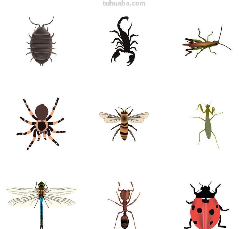 蜜蜂,瓢虫,蟋蟀、蚱蜢,蜗牛,浮游等画法(附图)