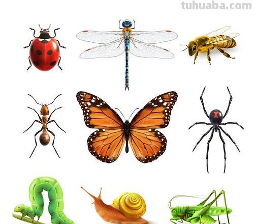 蜜蜂,瓢虫,蟋蟀、蚱蜢,蜗牛,浮游等画法(附图)