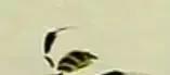 蜜蜂，瓢虫，蟋蟀、蚱蜢，蜗牛，浮游等画法（附图）