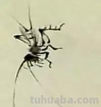 蜜蜂，瓢虫，蟋蟀、蚱蜢，蜗牛，浮游等画法（附图）