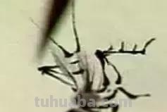 蜜蜂，瓢虫，蟋蟀、蚱蜢，蜗牛，浮游等画法（附图）