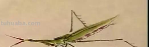 蜜蜂，瓢虫，蟋蟀、蚱蜢，蜗牛，浮游等画法（附图）