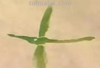蜜蜂，瓢虫，蟋蟀、蚱蜢，蜗牛，浮游等画法（附图）
