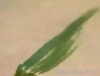 蜜蜂，瓢虫，蟋蟀、蚱蜢，蜗牛，浮游等画法（附图）
