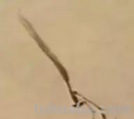 蜜蜂，瓢虫，蟋蟀、蚱蜢，蜗牛，浮游等画法（附图）