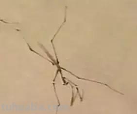 蜜蜂，瓢虫，蟋蟀、蚱蜢，蜗牛，浮游等画法（附图）