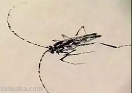 蜜蜂，瓢虫，蟋蟀、蚱蜢，蜗牛，浮游等画法（附图）