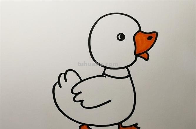白鸭子简笔画步骤 白鸭子简笔画步骤图