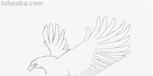 老鹰怎么画简笔画图片 简笔画老鹰的画法？