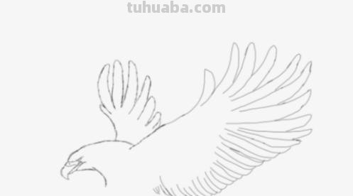 老鹰怎么画简笔画图片 简笔画老鹰的画法？