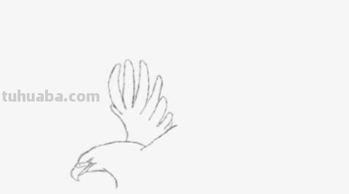 老鹰怎么画简笔画图片 简笔画老鹰的画法？