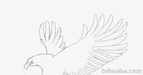 老鹰怎么画简笔画图片 简笔画老鹰的画法？