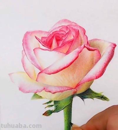 彩铅怎么画漂亮图片大全 铅笔画图片唯美花朵,彩铅玫瑰花教程图片?