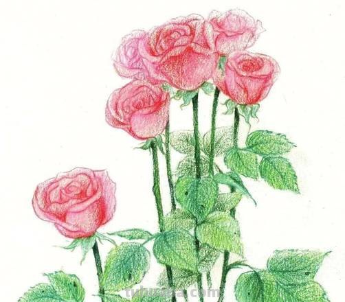 彩铅怎么画漂亮图片大全 铅笔画图片唯美花朵,彩铅玫瑰花教程图片?