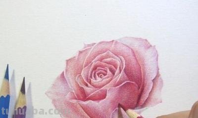 彩铅怎么画漂亮图片大全 铅笔画图片唯美花朵，彩铅玫瑰花教程图片？