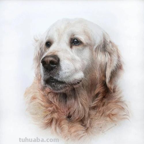 狗全身怎么画彩铅色 素描彩铅小狗教程?
