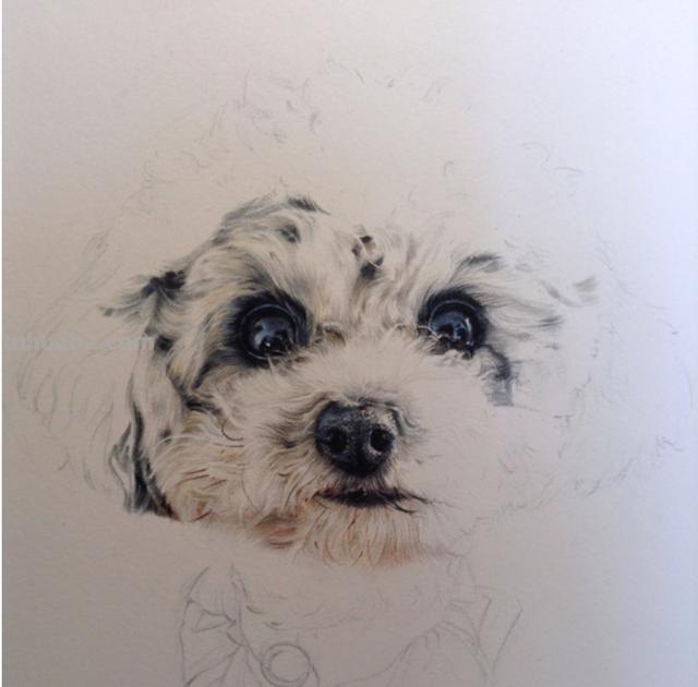 狗全身怎么画彩铅色 素描彩铅小狗教程？