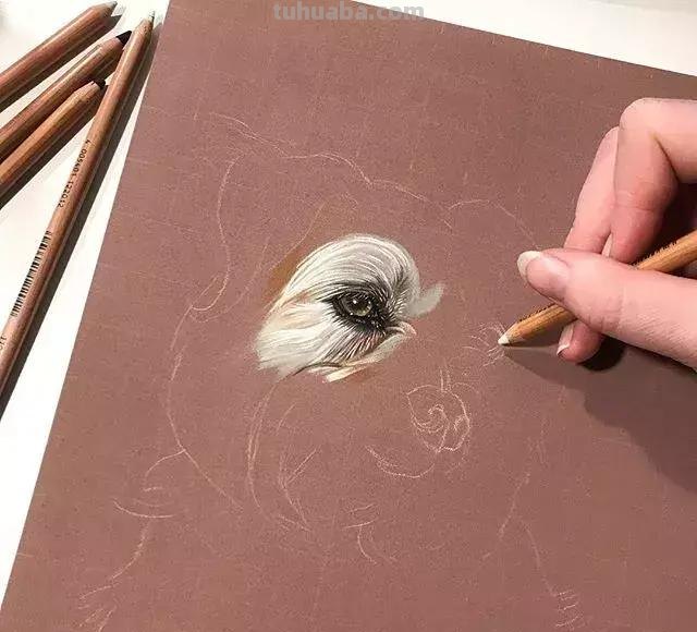 干货，彩铅不会画？没事，手把手教你