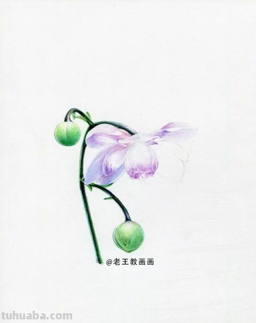 人人都能学会的入门彩铅教程！