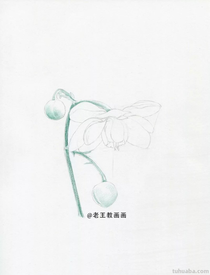人人都能学会的入门彩铅教程！