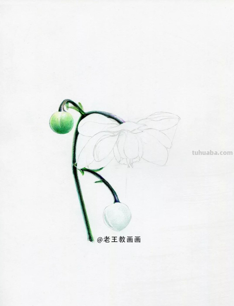 人人都能学会的入门彩铅教程！