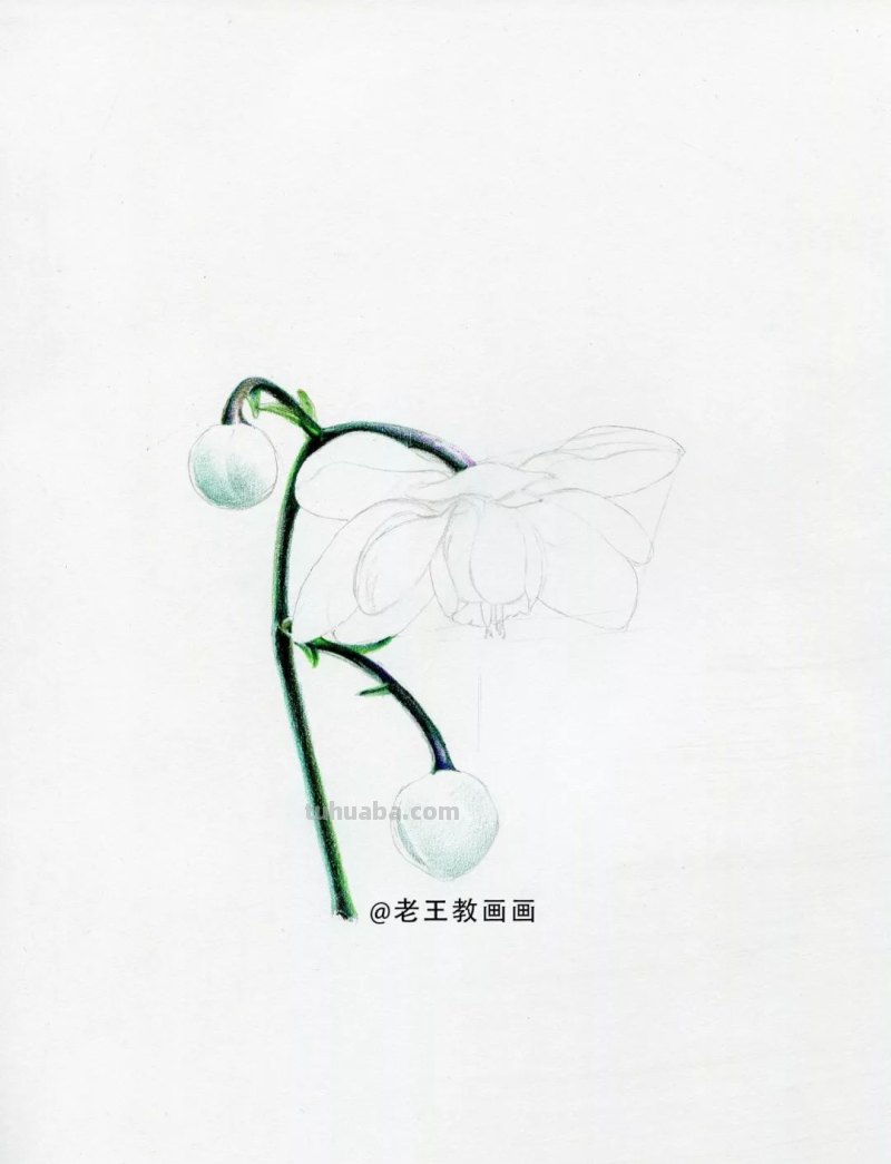 人人都能学会的入门彩铅教程！