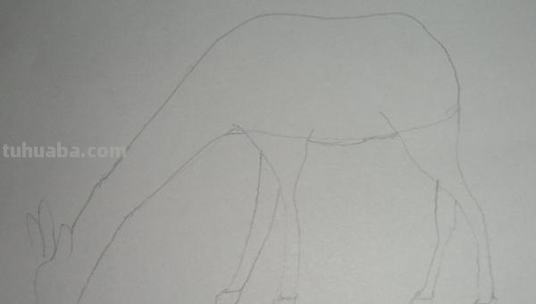 简笔画长颈鹿怎么画 简笔画长颈鹿怎么画？