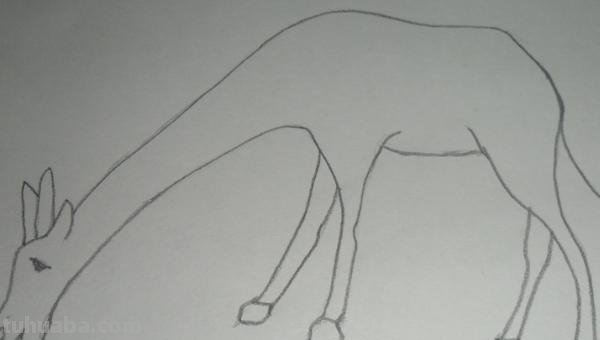 简笔画长颈鹿怎么画 简笔画长颈鹿怎么画？