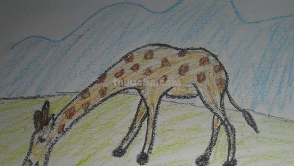 简笔画长颈鹿怎么画 简笔画长颈鹿怎么画？