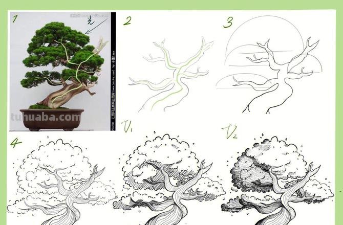画技巧速写植物 树木速写技法表现?