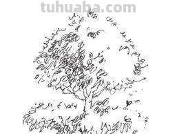 画技巧速写植物 树木速写技法表现?