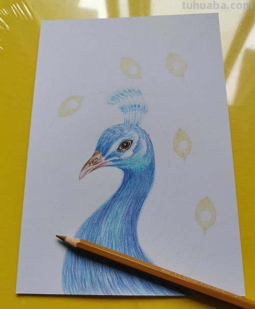 孔雀怎么画彩铅 手绘图 教你画美丽的孔雀?
