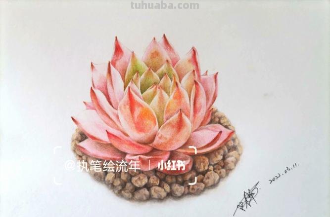怎么画多肉植物彩铅 画植物写句子?
