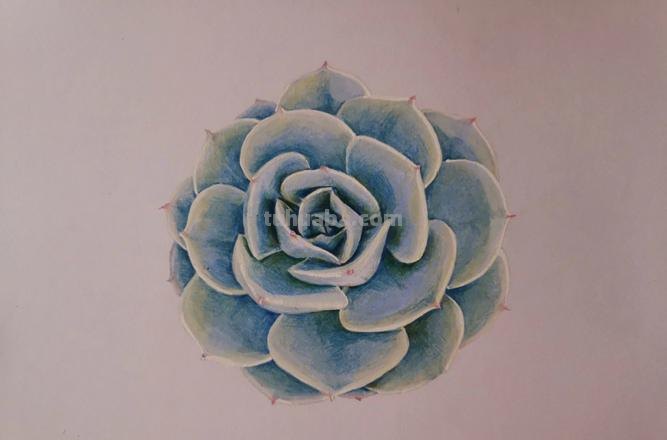 怎么画多肉植物彩铅 画植物写句子?