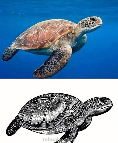 海龟怎么画简笔画图片 海龟画画?