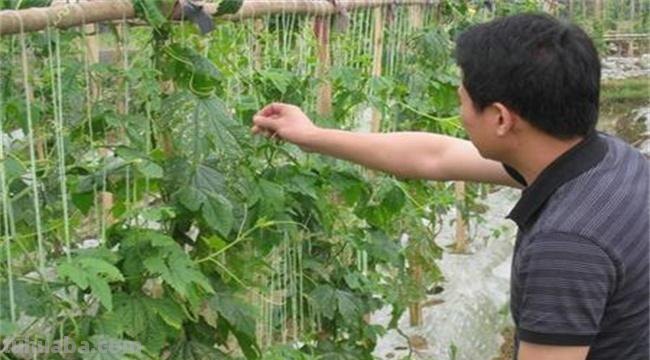 家庭种植8种常见瓜类果蔬想要产量高，整枝打杈很关键