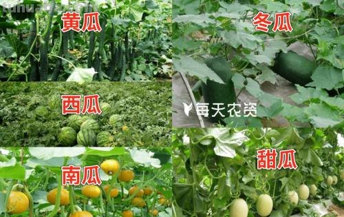 家庭种植8种常见瓜类果蔬想要产量高，整枝打杈很关键