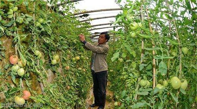 家庭种植8种常见瓜类果蔬想要产量高，整枝打杈很关键