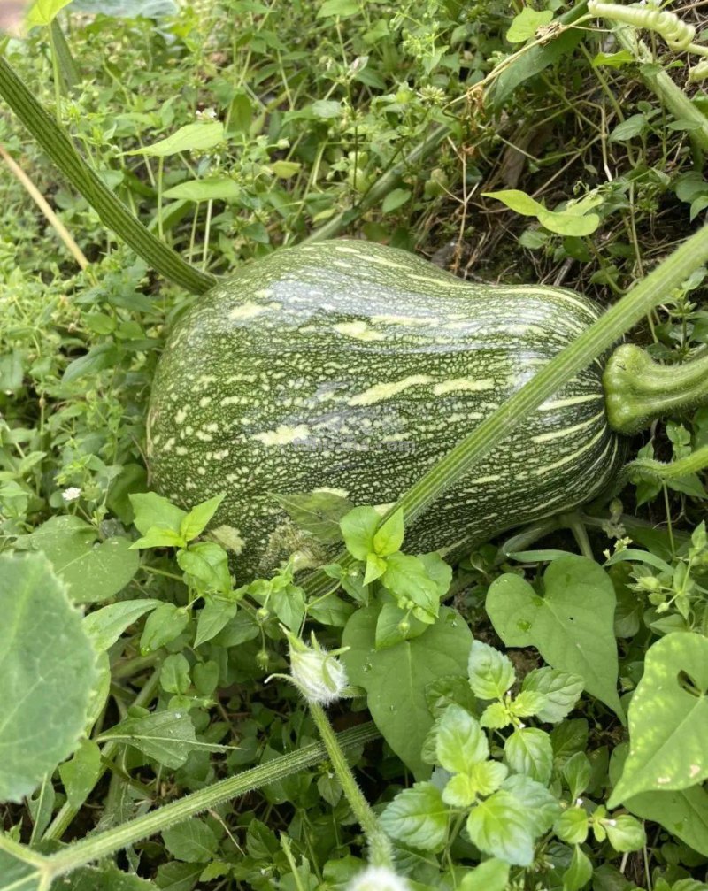 家庭种植8种常见瓜类果蔬想要产量高，整枝打杈很关键