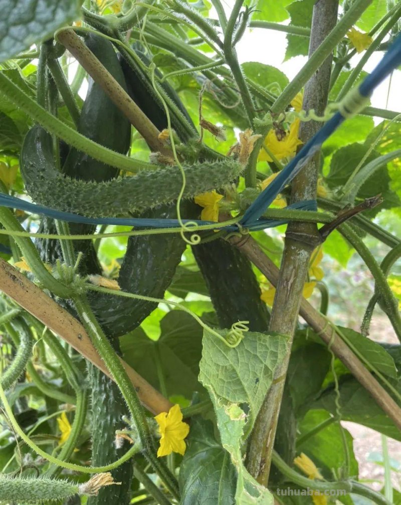 家庭种植8种常见瓜类果蔬想要产量高，整枝打杈很关键