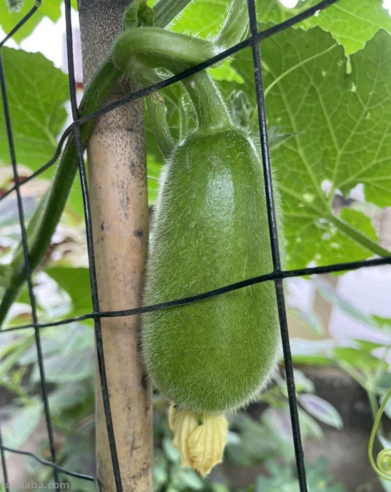 家庭种植8种常见瓜类果蔬想要产量高，整枝打杈很关键