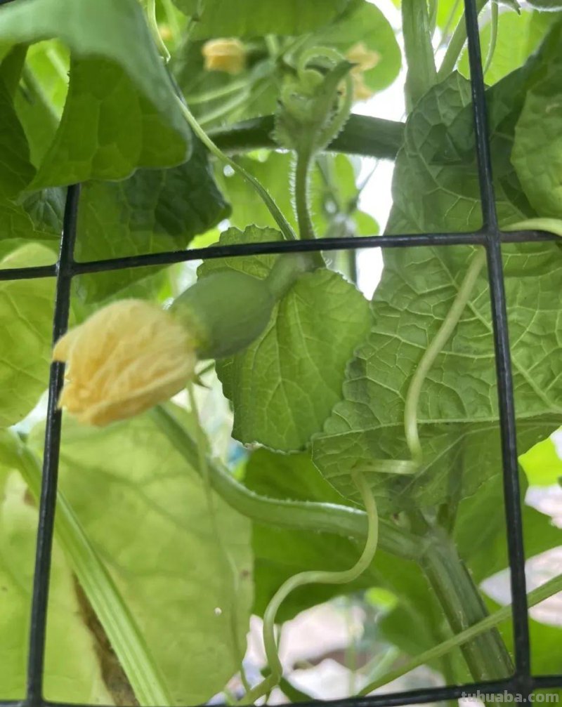 家庭种植8种常见瓜类果蔬想要产量高，整枝打杈很关键